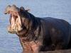 Hippo Yawn